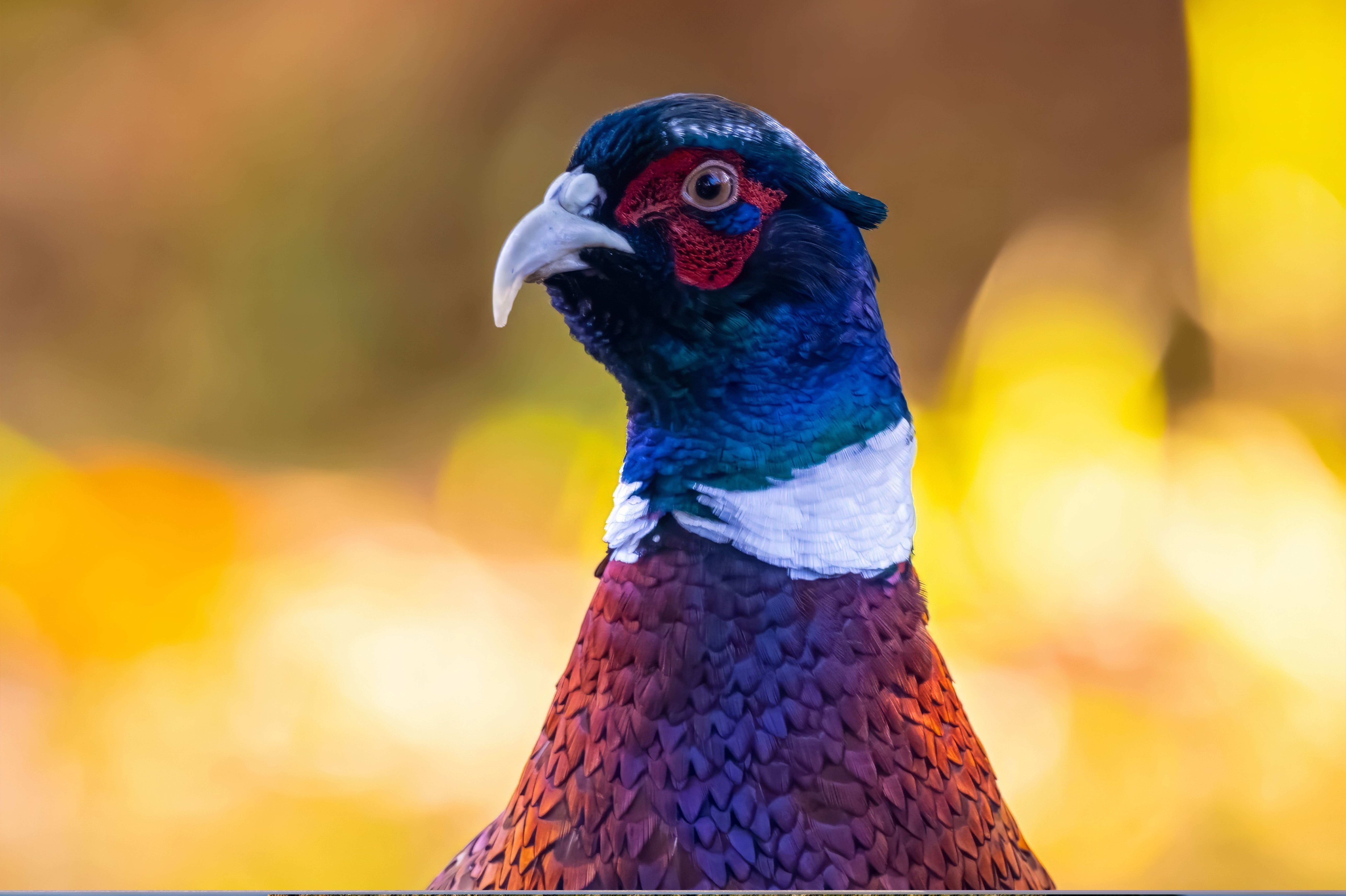500mm f/8.0–32 Manual Telephoto Lens — Size Comparison